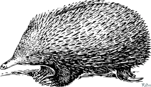 porcupine Coloring Pages To Print